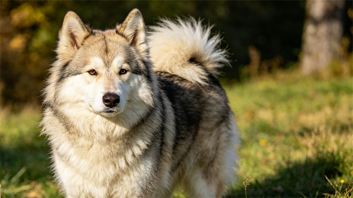 11 Wolf‑Like Dog Breeds: Know the Difference and Choose Wisely