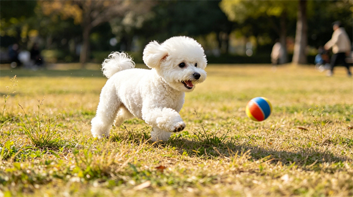 13 Of The Smallest Dog Breeds In The World Definitely Melting Your Heart