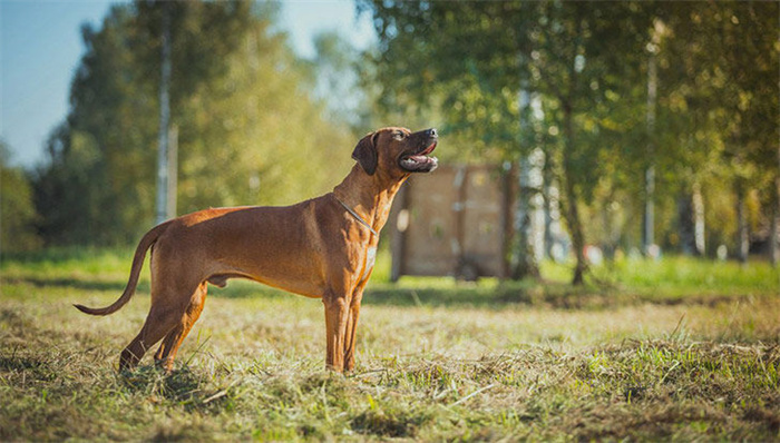 14 Dog Breeds That Rarely Bark