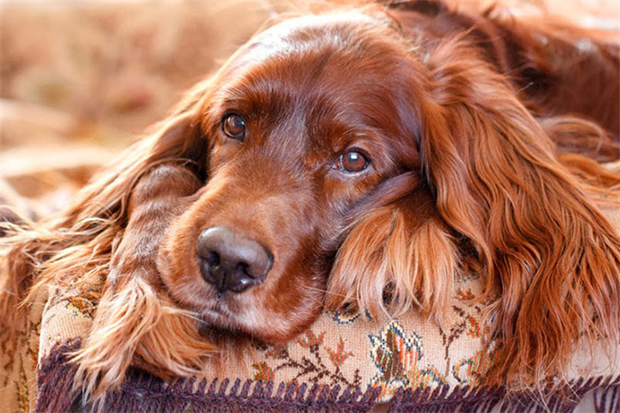 14 Dog Breeds That Rarely Bark