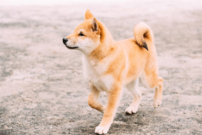 14 Dog Breeds That Rarely Bark