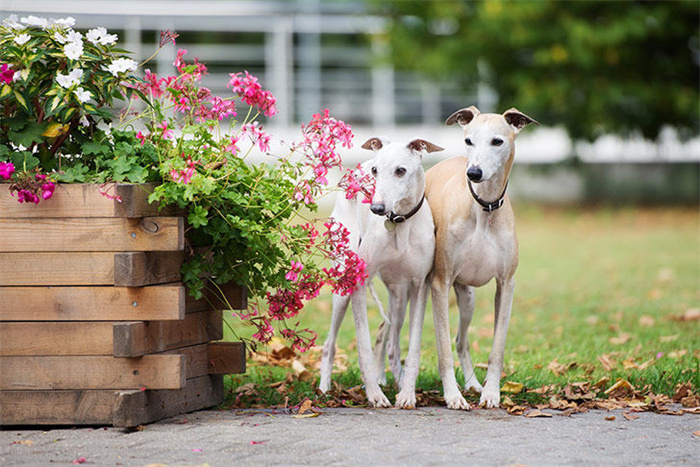 14 Dog Breeds That Rarely Bark