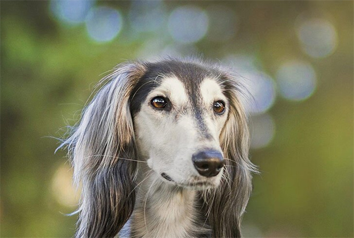 14 Dog Breeds That Rarely Bark