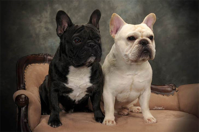 14 Dog Breeds That Rarely Bark