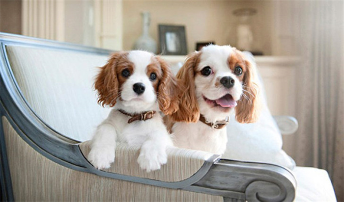 14 Dog Breeds That Rarely Bark