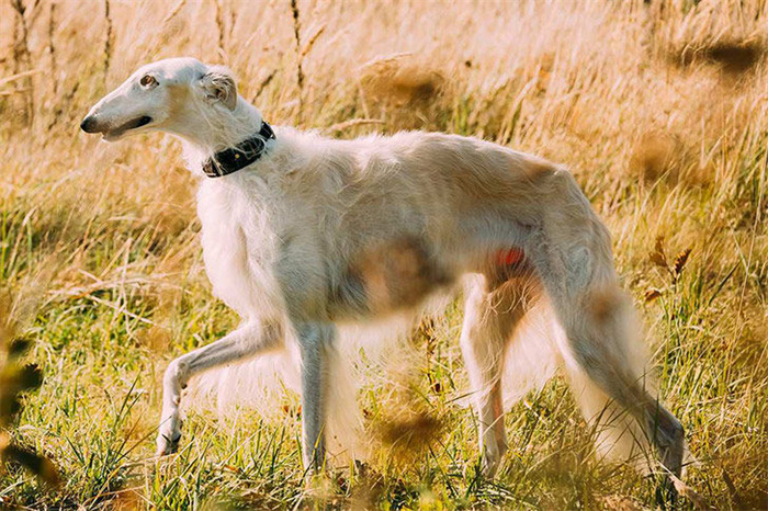 14 Dog Breeds That Rarely Bark
