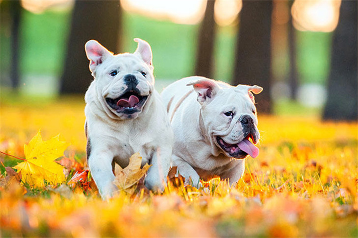 14 Dog Breeds That Rarely Bark