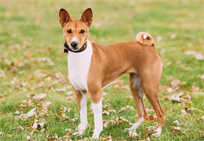 14 Dog Breeds That Rarely Bark