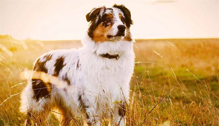 14 Dog Breeds That Rarely Bark