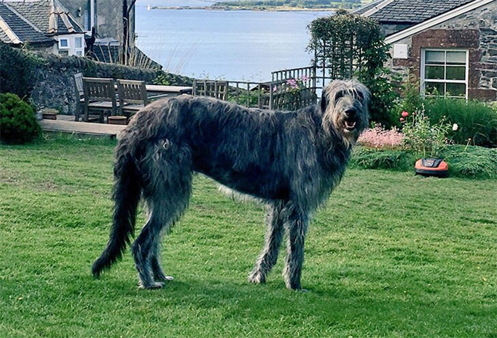14 Dog Breeds That Rarely Bark