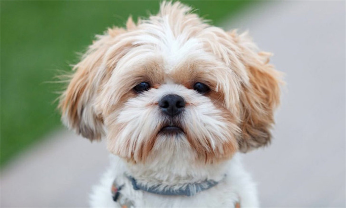14 Dog Breeds That Rarely Bark