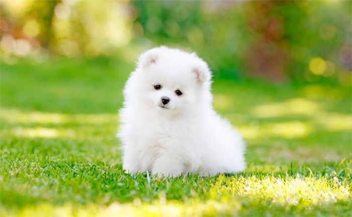 15 Dog Breeds That Are Great for Older Adults