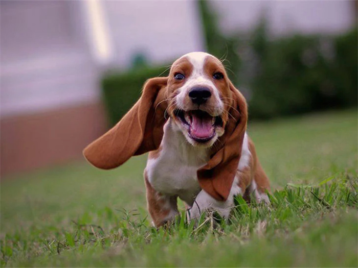 15 Dog Breeds That Are Great for Older Adults