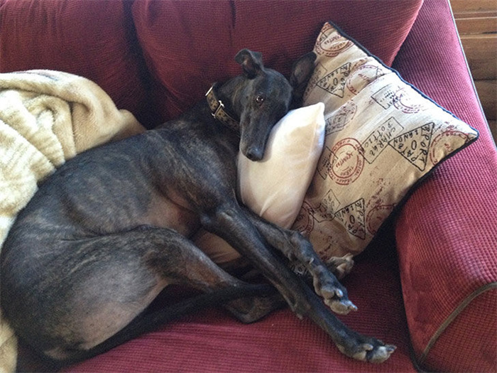 15 Dog Breeds That Are Great for Older Adults