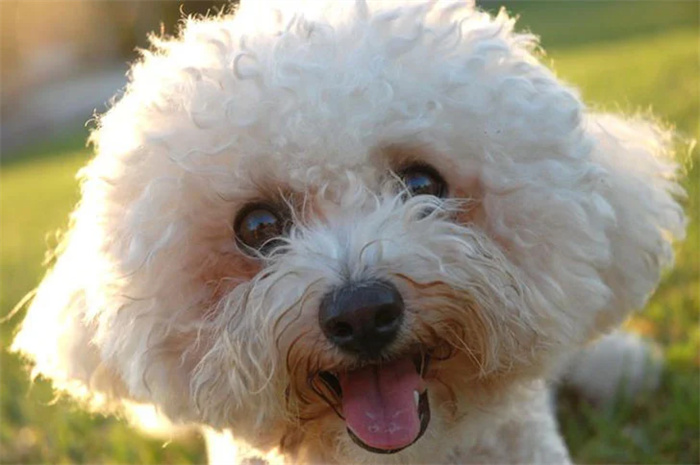 15 Dog Breeds That Are Great for Older Adults