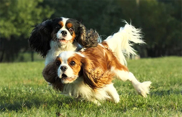 15 Dog Breeds That Are Great for Older Adults