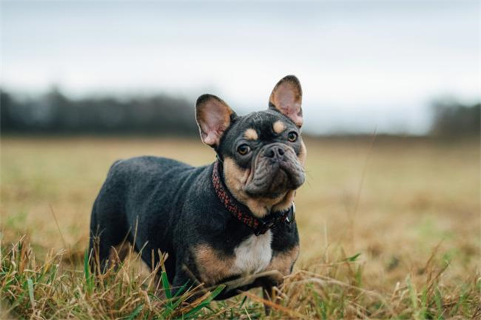 15 Dog Breeds That Are Great for Older Adults