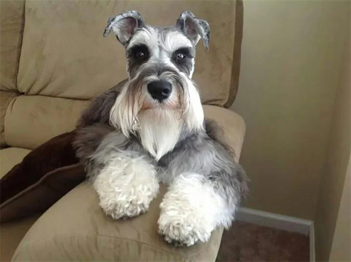 15 Dog Breeds That Are Great for Older Adults
