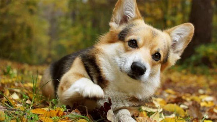 15 Dog Breeds That Are Great for Older Adults