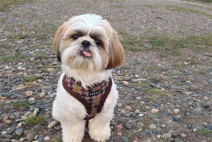 15 Dog Breeds That Are Great for Older Adults
