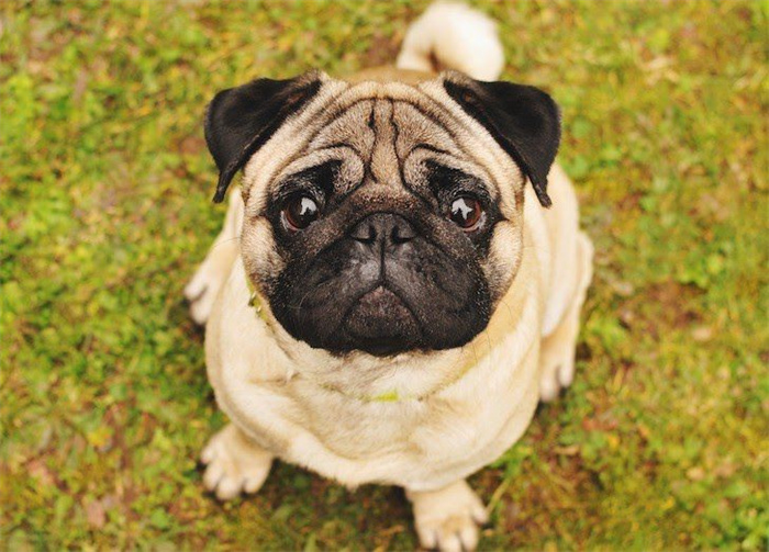 15 Dog Breeds That Are Great for Older Adults