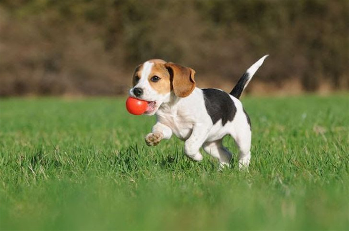 15 Dog Breeds That Are Great for Older Adults