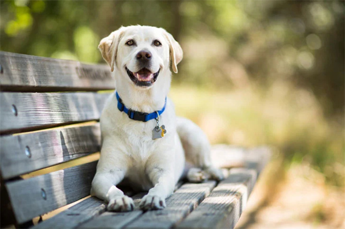 15 Dog Breeds That Are Great for Older Adults