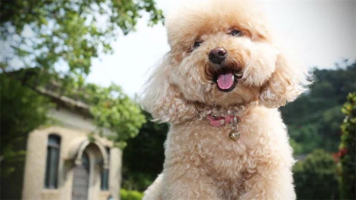 15 Dog Breeds That Are Great for Older Adults