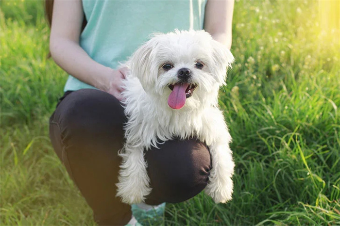 15 Dog Breeds That Are Great for Older Adults