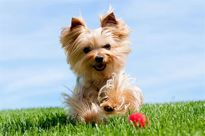15 Dog Breeds That Are Great for Older Adults