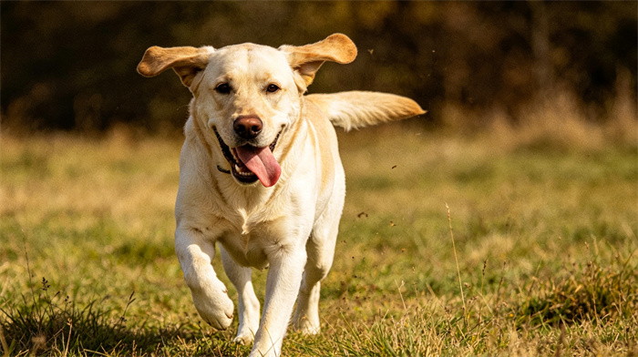 15 Most Cat-Friendly Dog Breeds That Make The Best Cat Companion