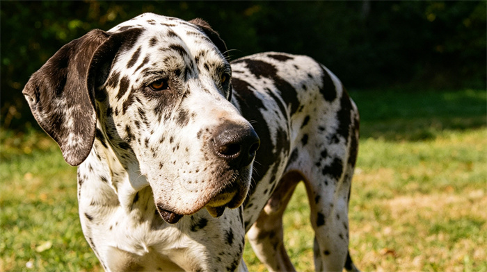 20 Most Dangerous Dog Breeds In The World