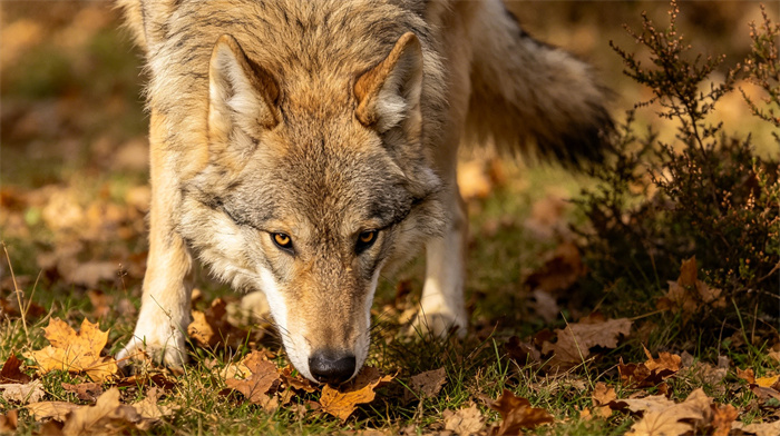 20 Most Dangerous Dog Breeds In The World