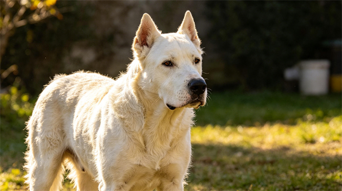 20 Most Dangerous Dog Breeds In The World