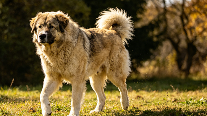 20 Most Dangerous Dog Breeds In The World