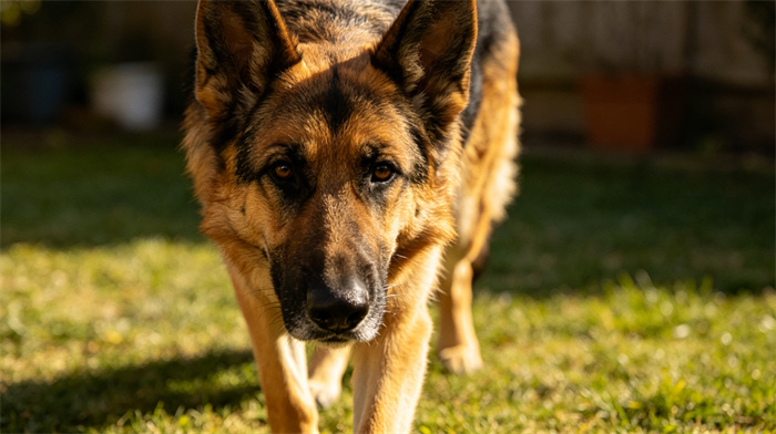 20 Most Dangerous Dog Breeds In The World