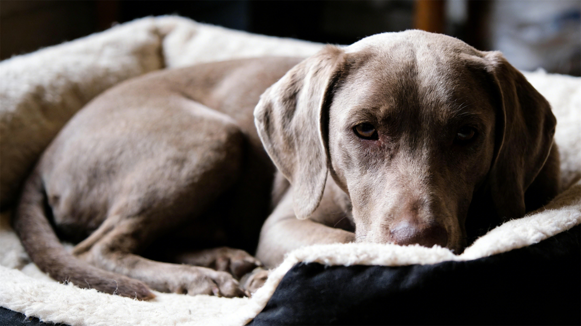 2026 Canine Psychology: Five Typical Signs of Canine Depression