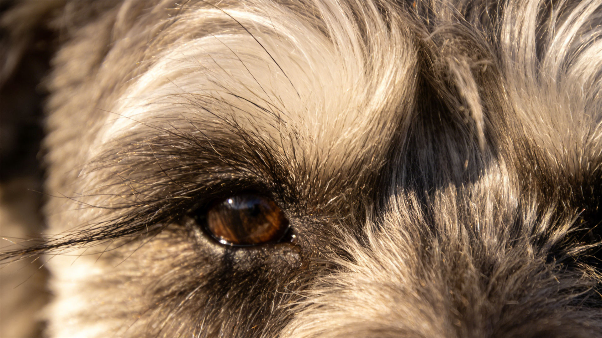 2026 Schnauzer Club: A Revolution in Eyelash and Beard Care