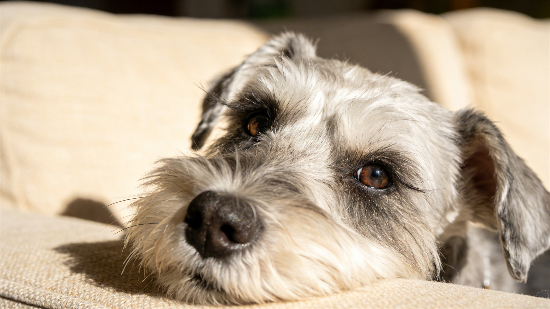 2026 Schnauzer Club: A Revolution in Eyelash and Beard Care