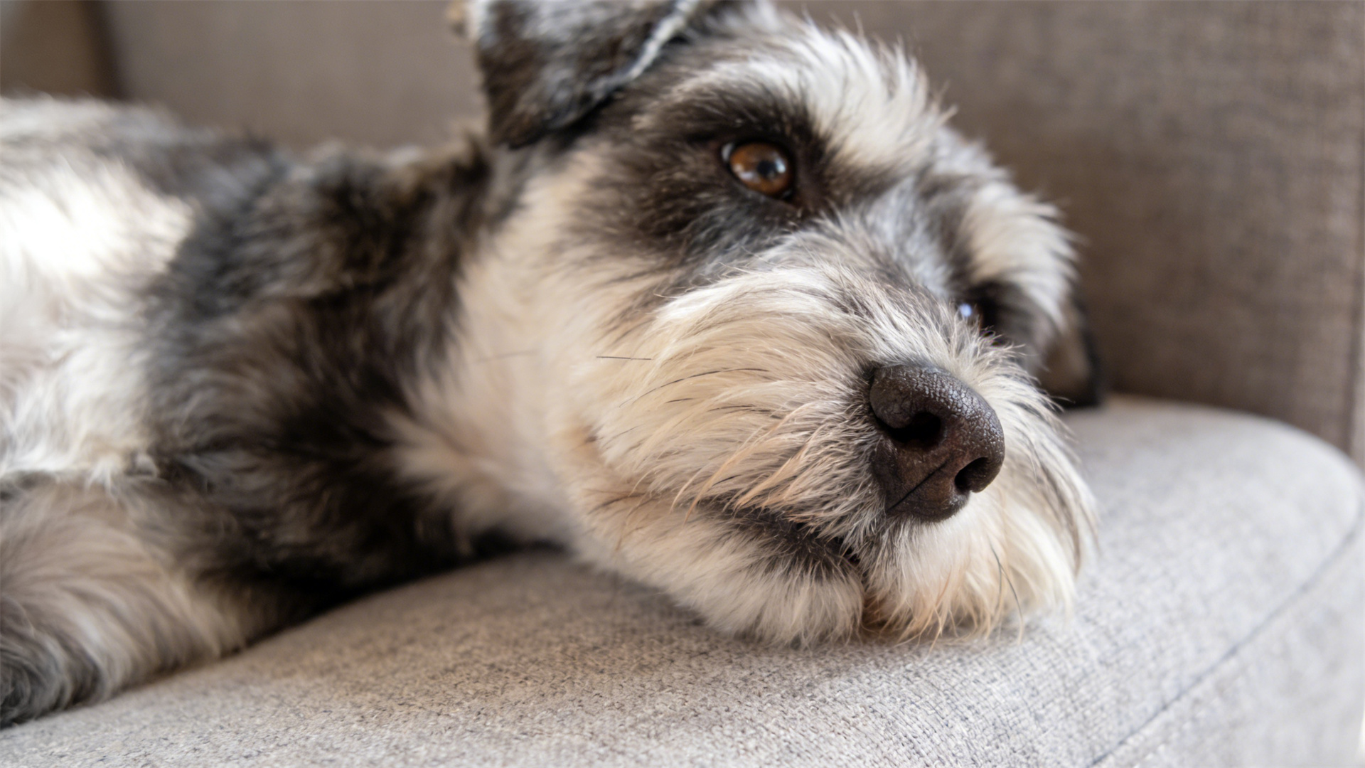 2026 Schnauzer Club: A Revolution in Eyelash and Beard Care
