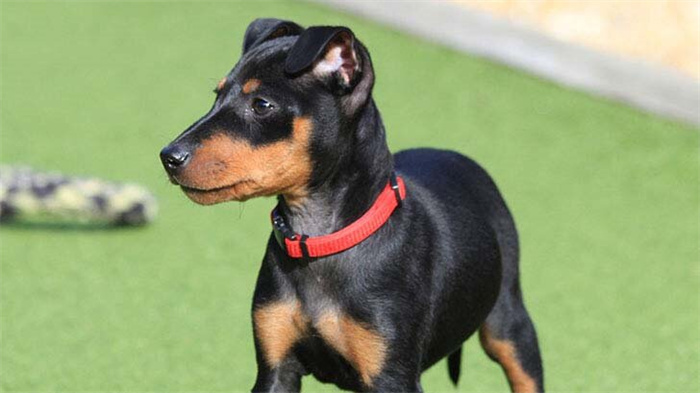 25 Dog Breeds That Live the Longest