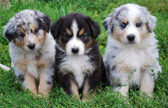 25 dog breeds with the highest risk of being kept as pets