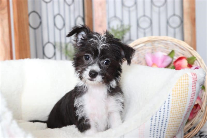 25 dog breeds with the highest risk of being kept as pets