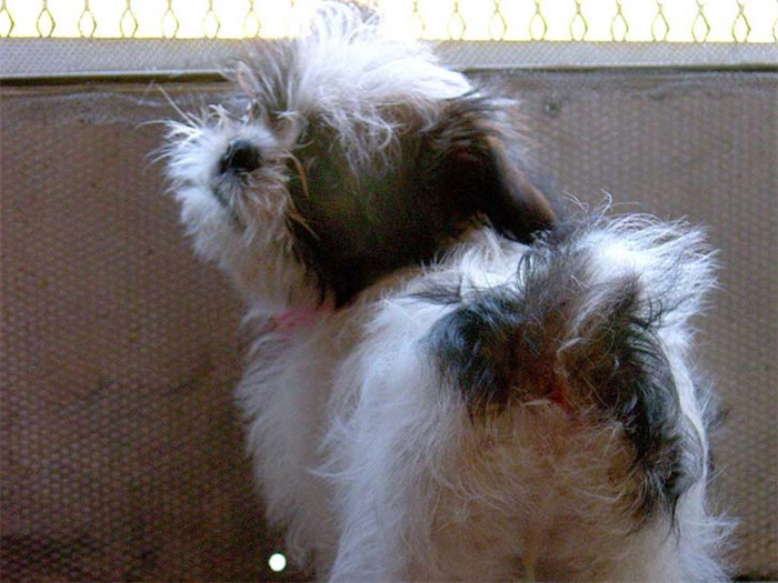 25 dog breeds with the highest risk of being kept as pets