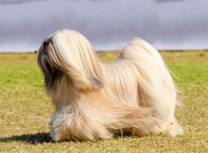 25 dog breeds with the highest risk of being kept as pets