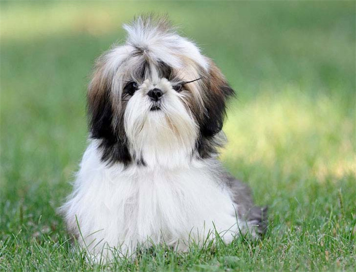 25 dog breeds with the highest risk of being kept as pets