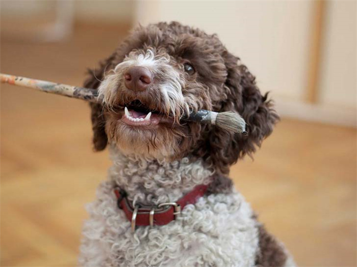 25 dog breeds with the highest risk of being kept as pets