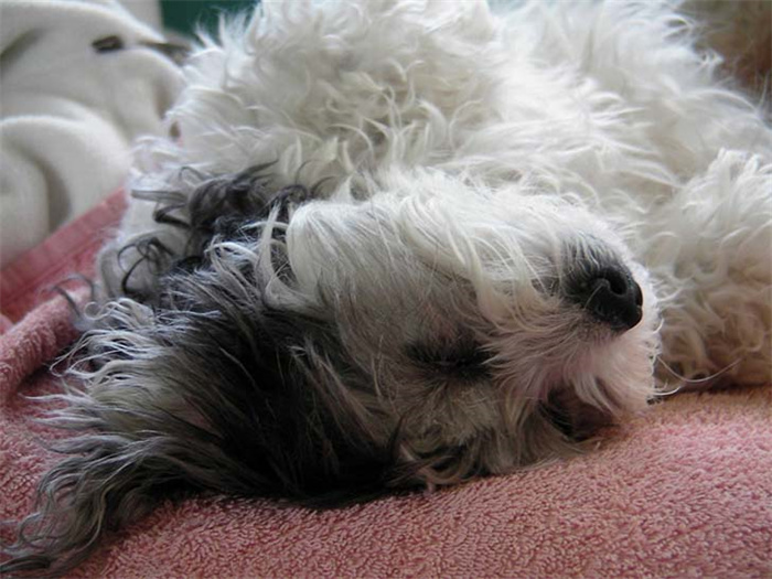 25 dog breeds with the highest risk of being kept as pets