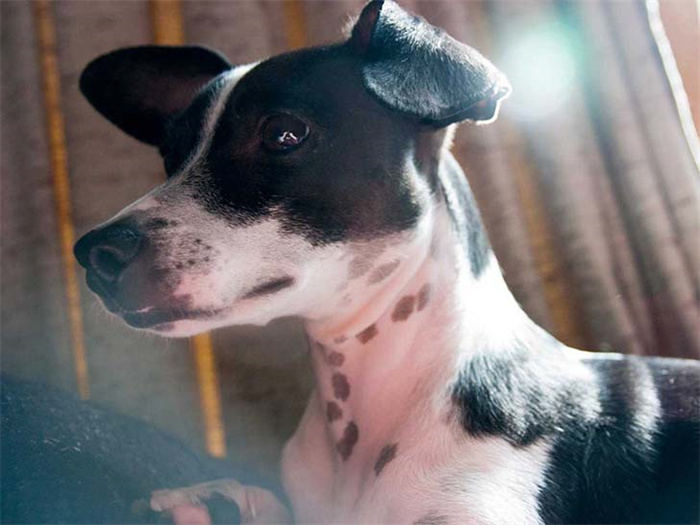 25 dog breeds with the highest risk of being kept as pets