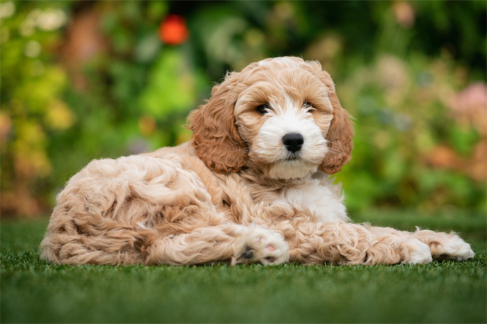 25 dog breeds with the highest risk of being kept as pets